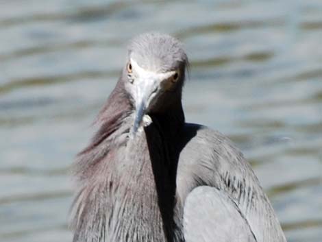 Little Blue Heron (Egretta caerulea)