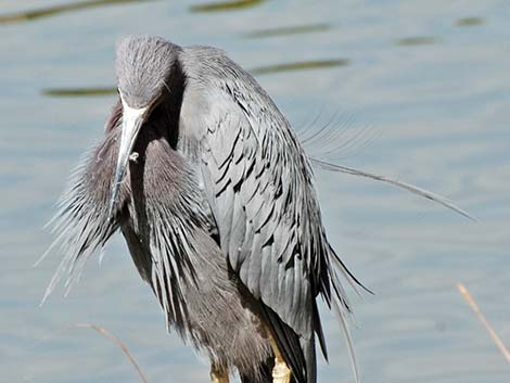 Little Blue Heron (Egretta caerulea)