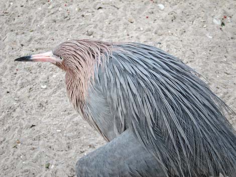 Reddish Egret (Egretta rufescens)