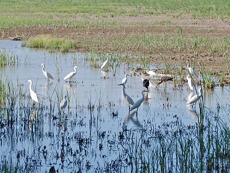 Snowy Egret (Egretta thula)