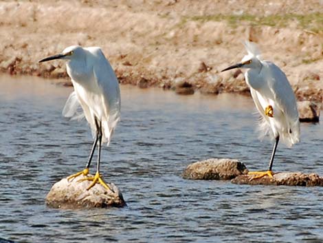 Snowy Egret (Egretta thula)