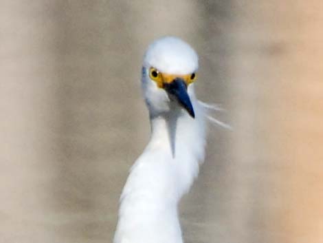 Snowy Egret (Egretta thula)