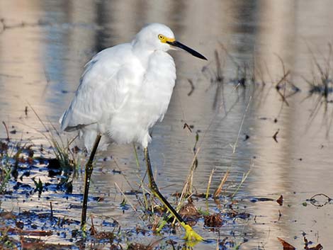 Snowy Egret (Egretta thula)