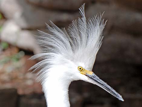 Snowy Egret (Egretta thula)