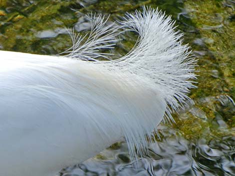 Snowy Egret (Egretta thula)