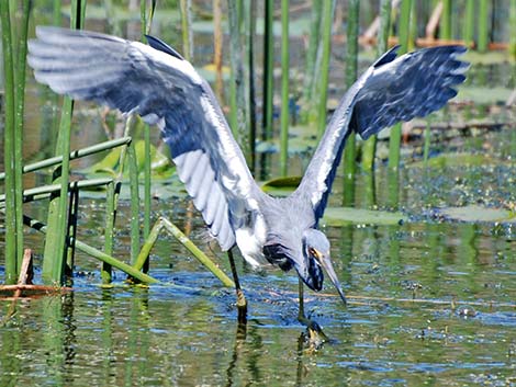 Tricolored Heron (Egretta tricolor)