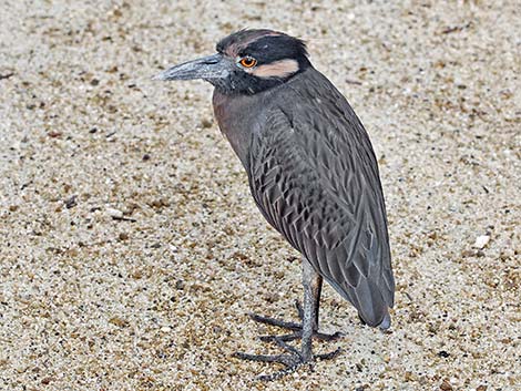 Yellow-crowned Night-Heron (Nyctanassa violacea)