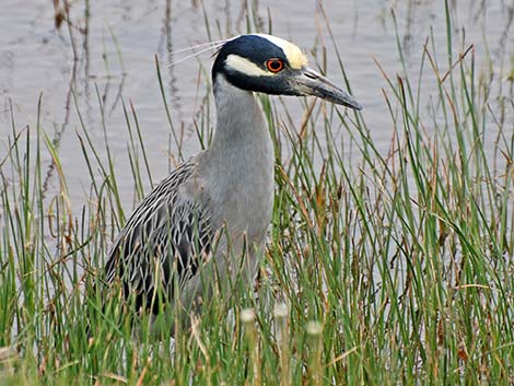 Yellow-crowned Night-Heron (Nyctanassa violacea)