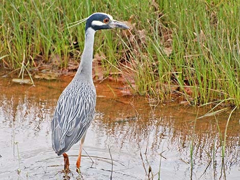 Yellow-crowned Night-Heron (Nyctanassa violacea)