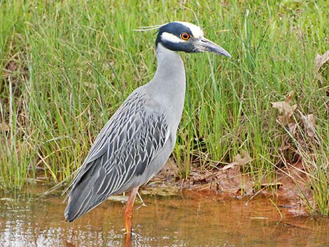 Yellow-crowned Night-Heron (Nyctanassa violacea)