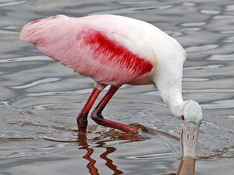 Roseate Spoonbill (Platalea ajaja)