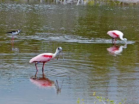 Roseate Spoonbill (Platalea ajaja)