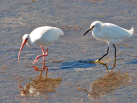 White Ibis (Eudocimus albus)