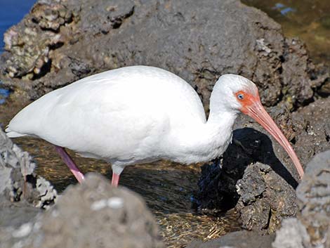 White Ibis (Eudocimus albus)