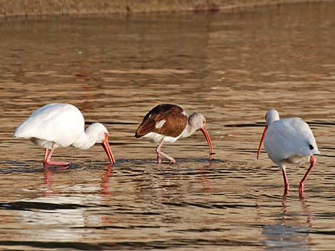 White Ibis (Eudocimus albus)