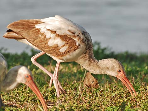 White Ibis (Eudocimus albus)