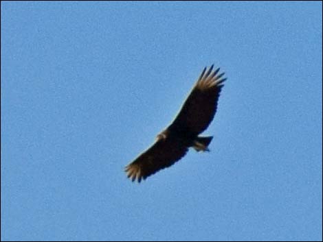 Black Vulture (Coragyps atratus)