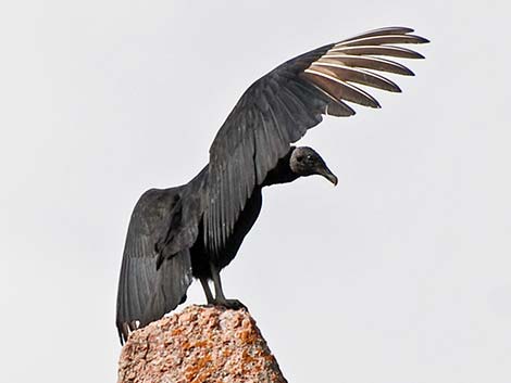 Black Vulture (Coragyps atratus)