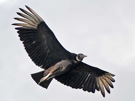 Black Vulture (Coragyps atratus)