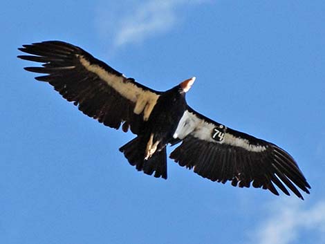 California Condor (Gymnogyps californianus)