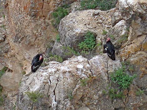 California Condor (Gymnogyps californianus)