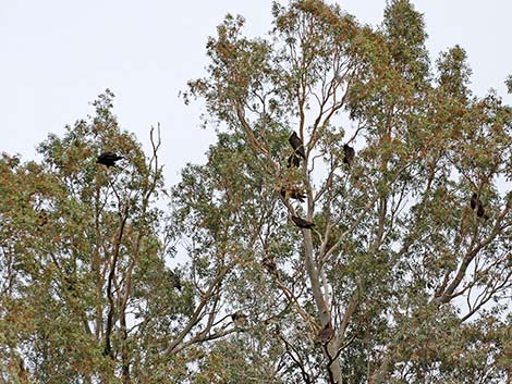 Turkey Vulture (Cathartes aura)