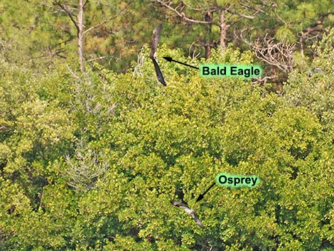 Osprey (Pandion haliaetus)