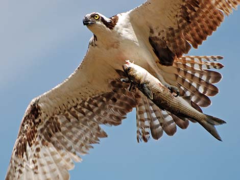 Osprey (Pandion haliaetus)