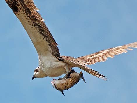 Osprey (Pandion haliaetus)