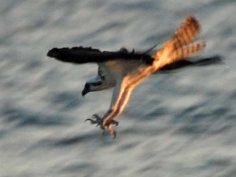 Osprey (Pandion haliaetus)