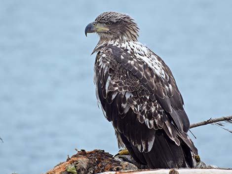 Bald Eagle (Haliaeetus leucocephalus)