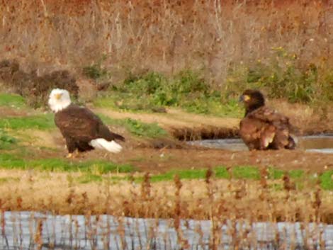 Bald Eagle (Haliaeetus leucocephalus)