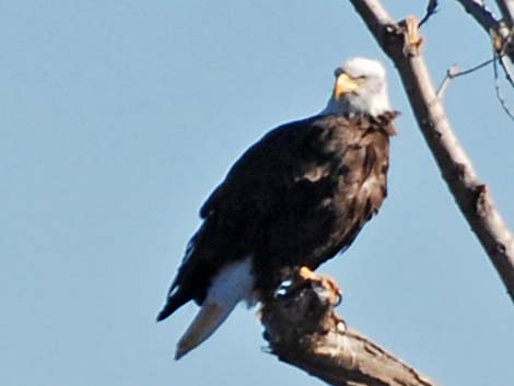 Bald Eagle (Haliaeetus leucocephalus)