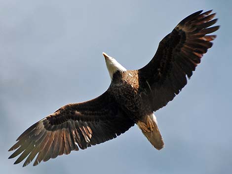 Bald Eagle (Haliaeetus leucocephalus)