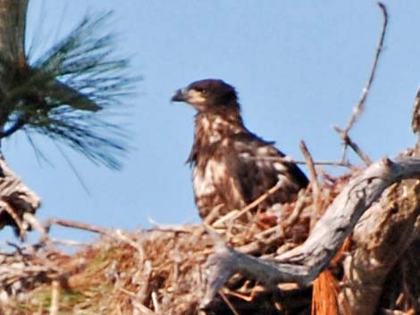 Bald Eagle (Haliaeetus leucocephalus)