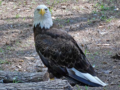 Bald Eagle (Haliaeetus leucocephalus)