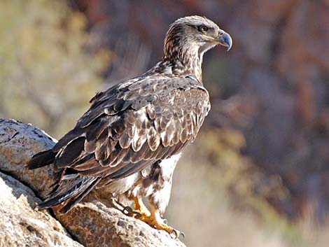 Bald Eagle (Haliaeetus leucocephalus)