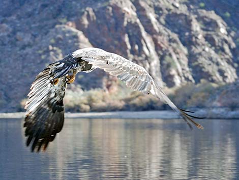 Bald Eagle (Haliaeetus leucocephalus)