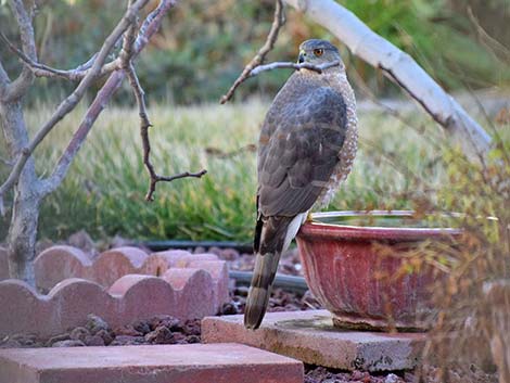 Cooper’s Hawk (Accipiter cooperii)