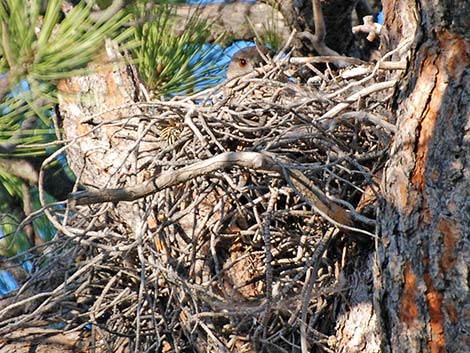 Cooper’s Hawk (Accipiter cooperii)