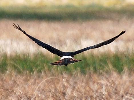 Northern Harrier (Circus cyaneus)