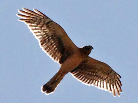 Northern Harrier (Circus cyaneus)