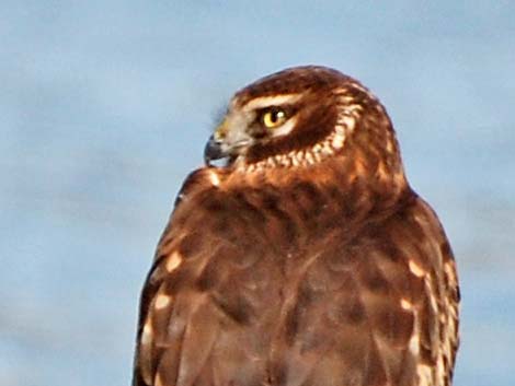 Northern Harrier (Circus cyaneus)