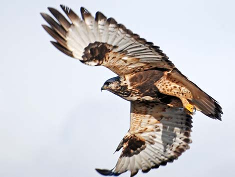 Rough-legged Hawk (Buteo lagopus)