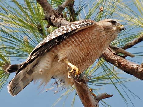 Red-shouldered Hawk (Buteo lineatus)