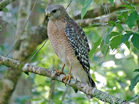 Red-shouldered Hawk (Buteo lineatus)