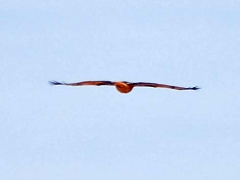 Red-tailed Hawk (Buteo jamaicensis)