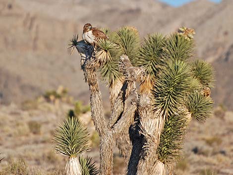 Red-tailed Hawk (Buteo jamaicensis)