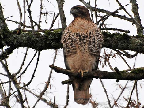 Red-tailed Hawk (Buteo jamaicensis)