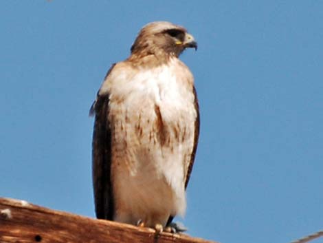 Red-tailed Hawk (Buteo jamaicensis)